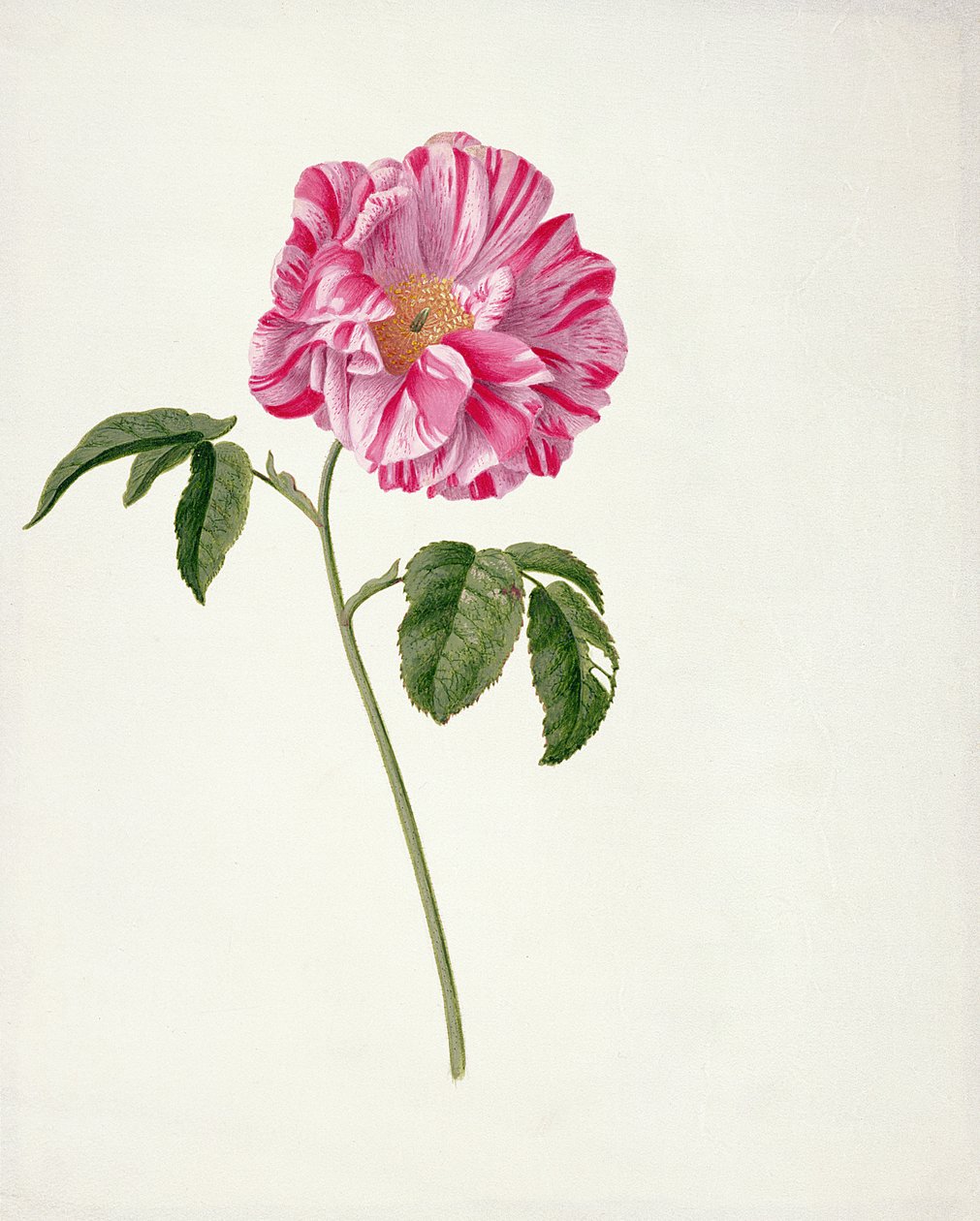 Rosa gallica versicolour (Rosa mundi) by Pieter Withoos