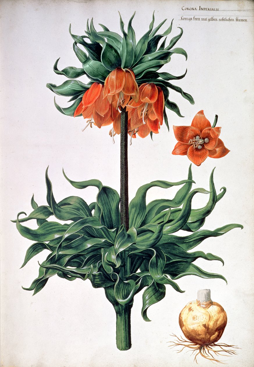 Fritillaria Imperialis, c.1630 by Pieter van Kouwenhoorn