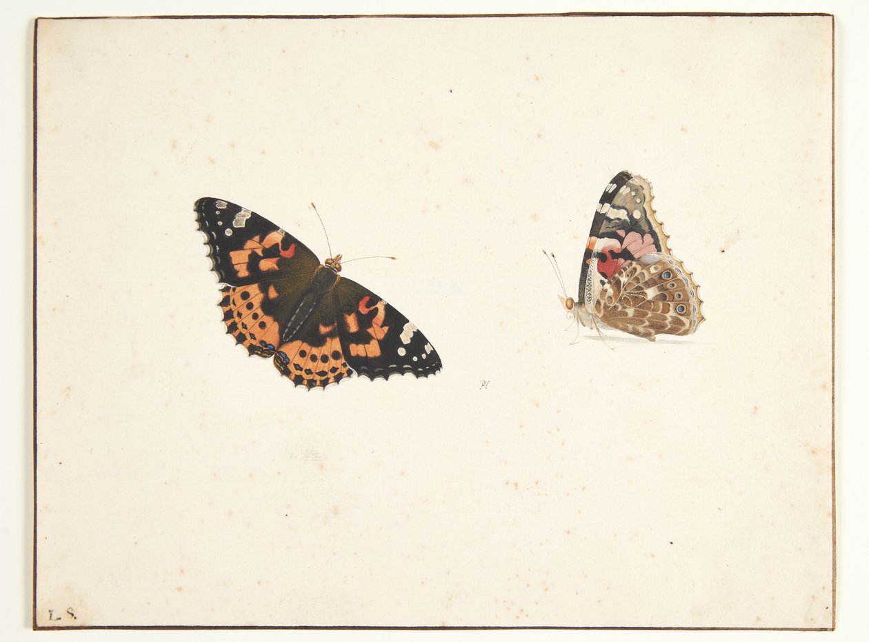 Two Studies of a Painted Lady Butterfly (Vanessa cardui L.) by Pieter Holsteijn