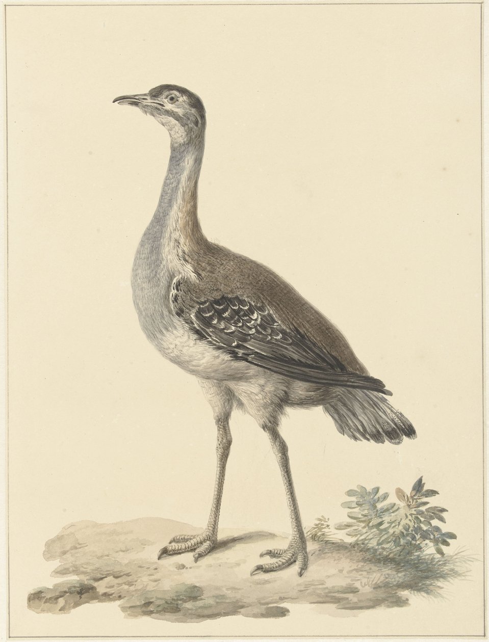 Denham's bustard (Neotis denhami)
