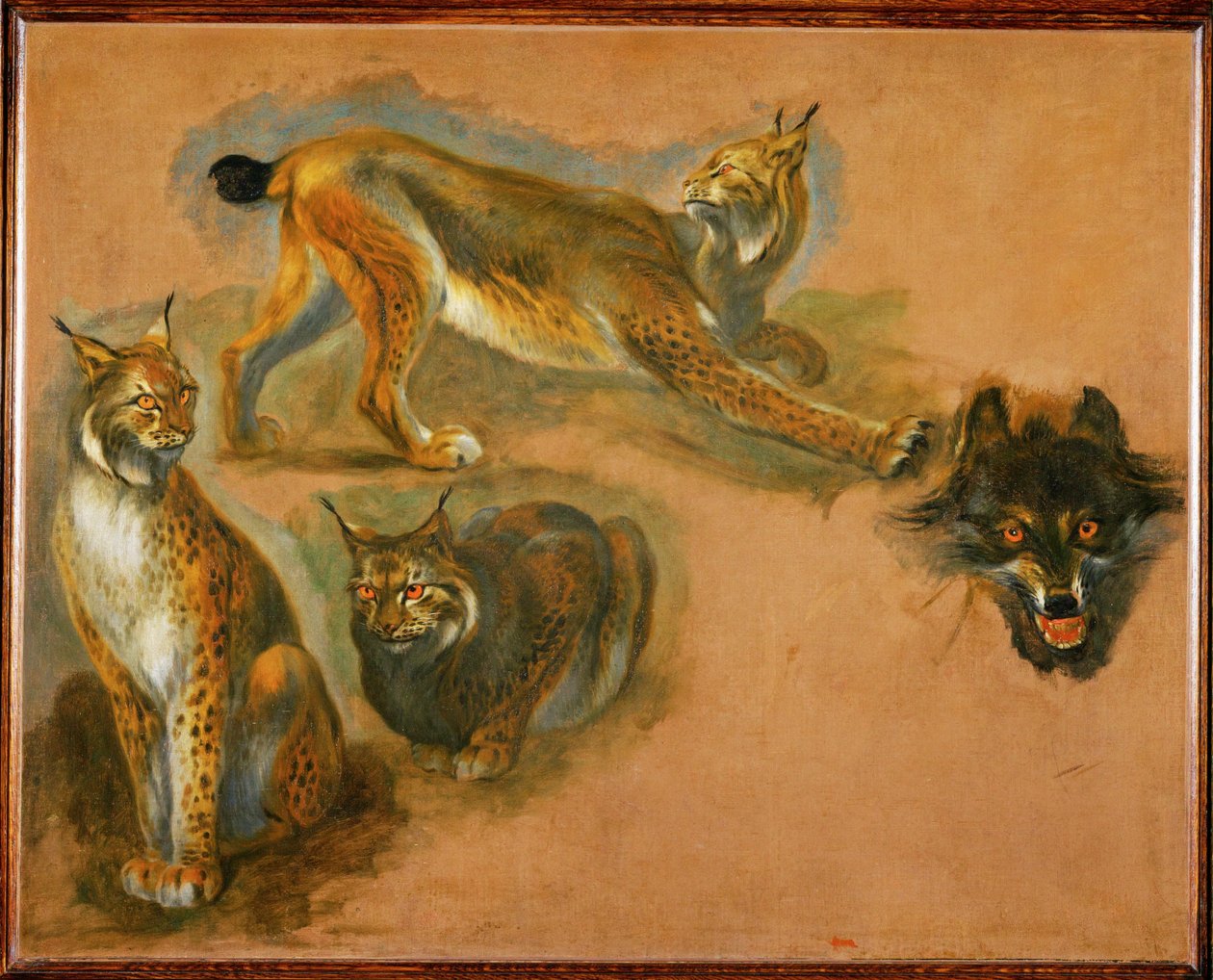 A lynx, head of a wolf by Pieter or Peter Boel