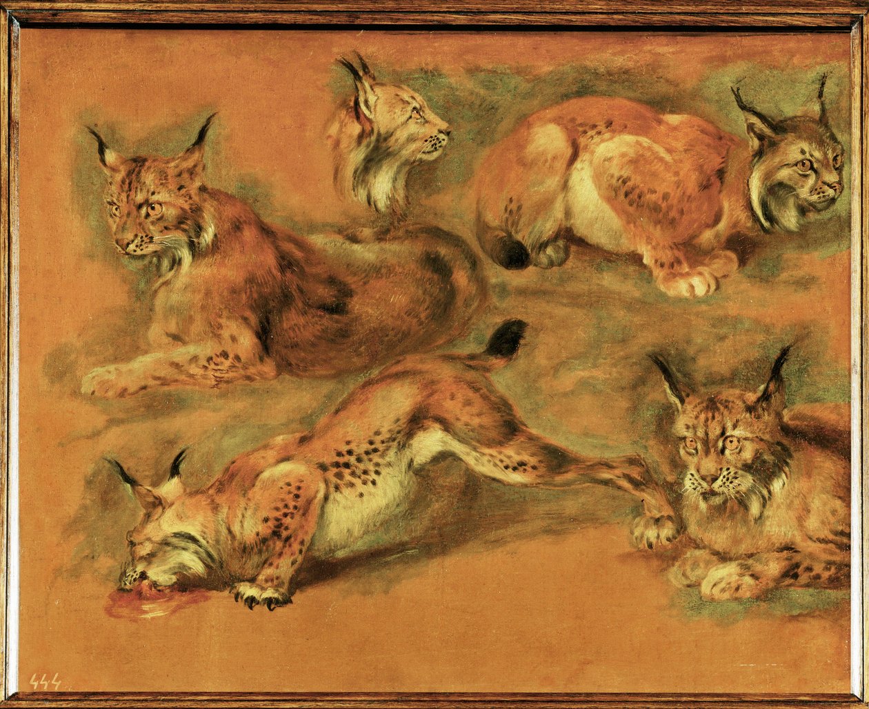 Studies of a lynx by Pieter or Peter Boel