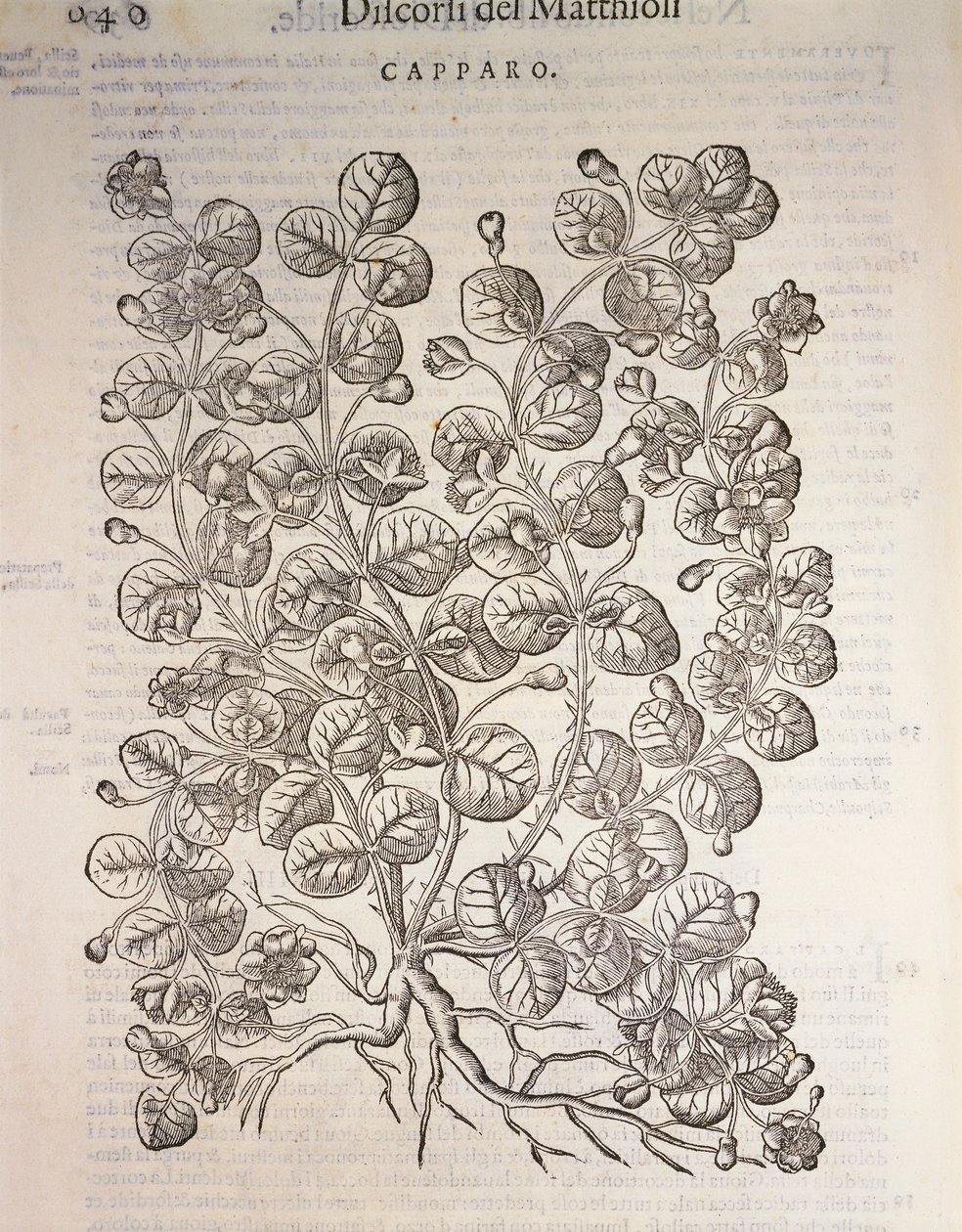 Caper Bush, engraving by Pier Andrea Mattioli by Pietro Andrea Mattioli