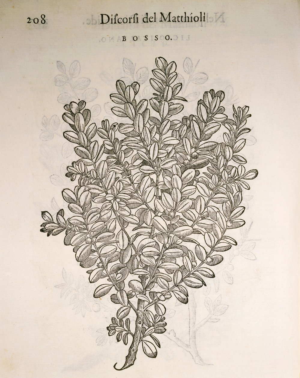 Common Box or Boxwood (Buxus sempervirens), engraving by Pier Andrea Mattioli by Pietro Andrea Mattioli