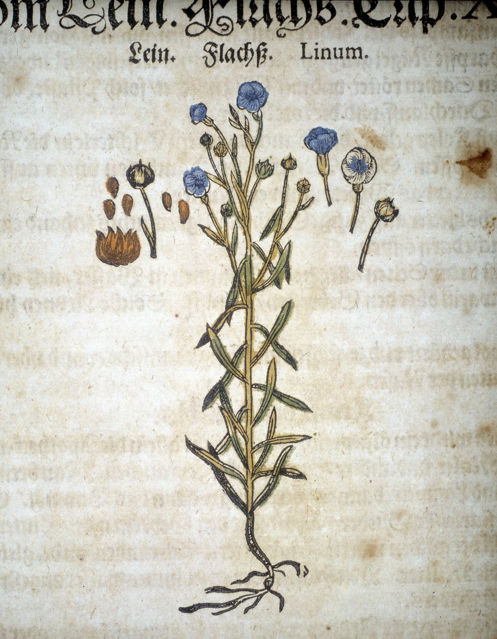 Lin or Linum - In 
