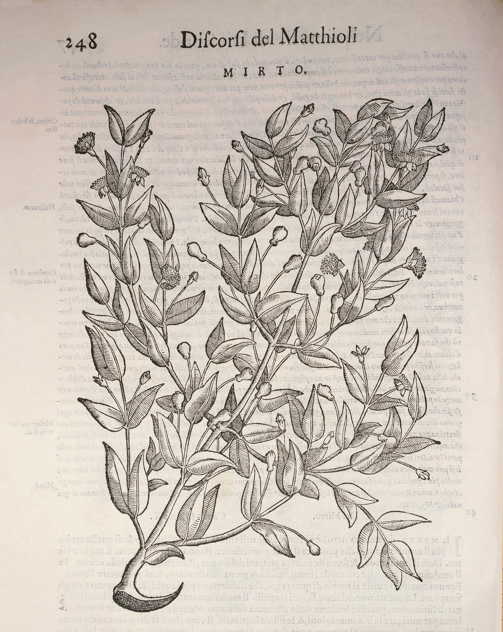 True Myrtle (Myrtus communis) by Pietro Andrea Mattioli
