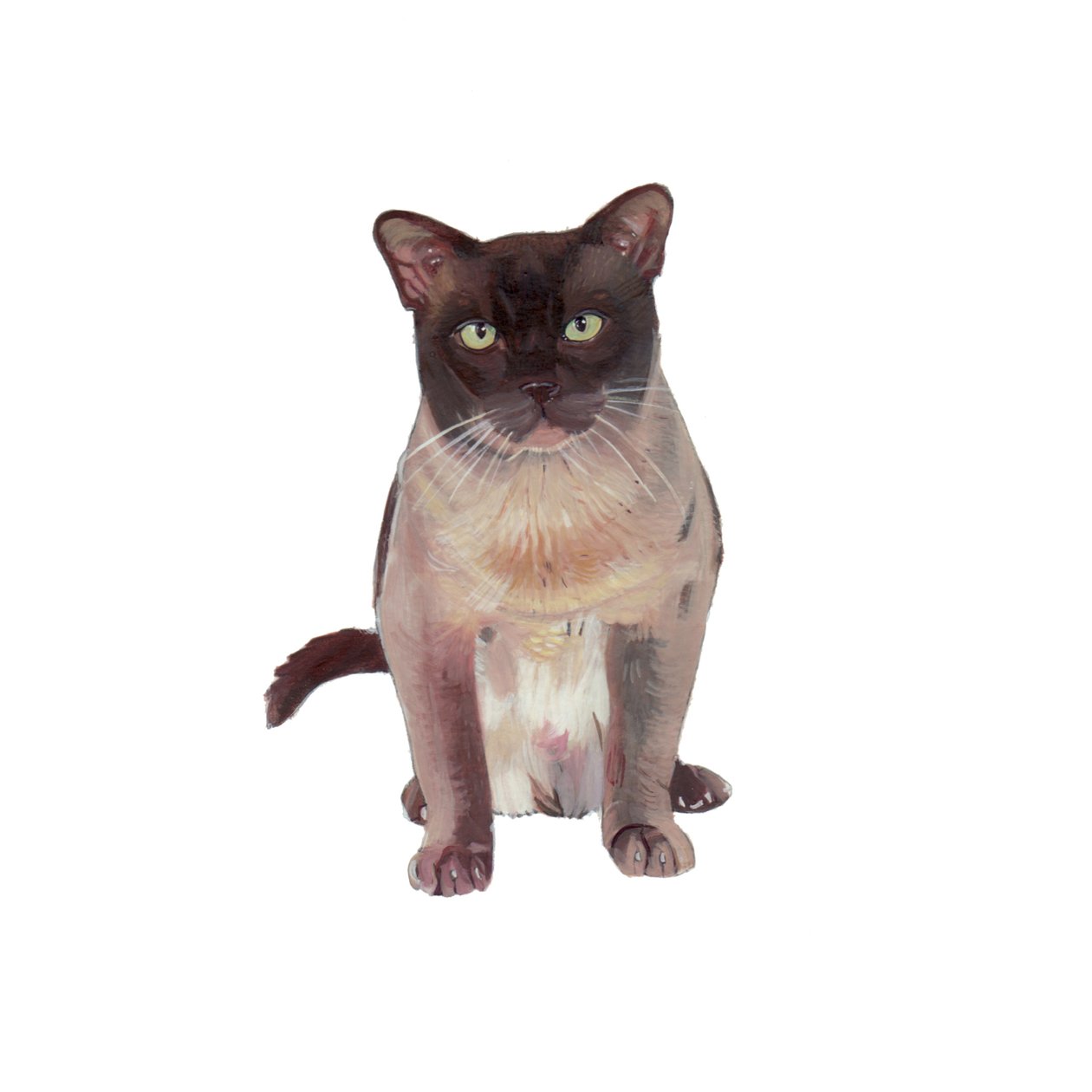 Burmese Chocolate-Champagne, 2014 by Polly Horner