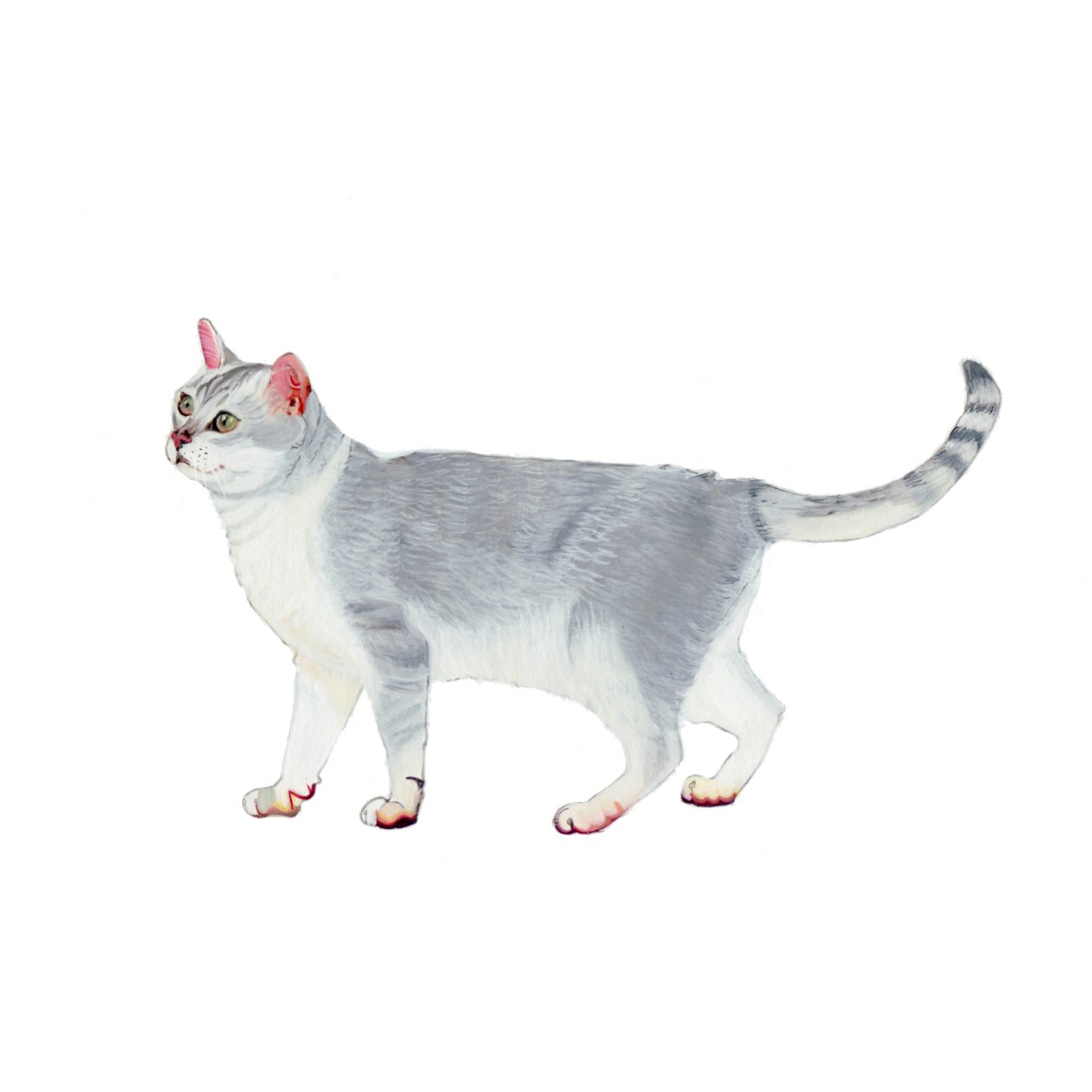 Burmilla, 2014 by Polly Horner