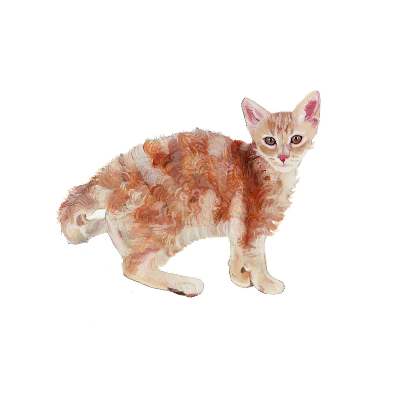 Laperm, 2014 by Polly Horner