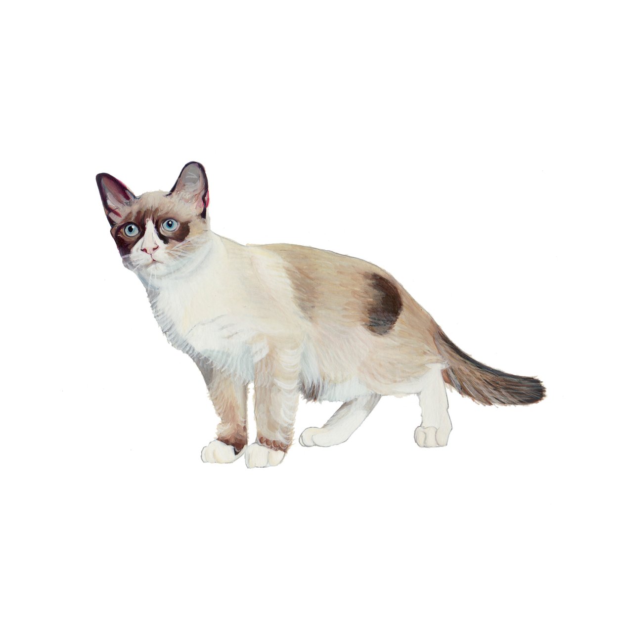 Snowshoe, 2014 by Polly Horner