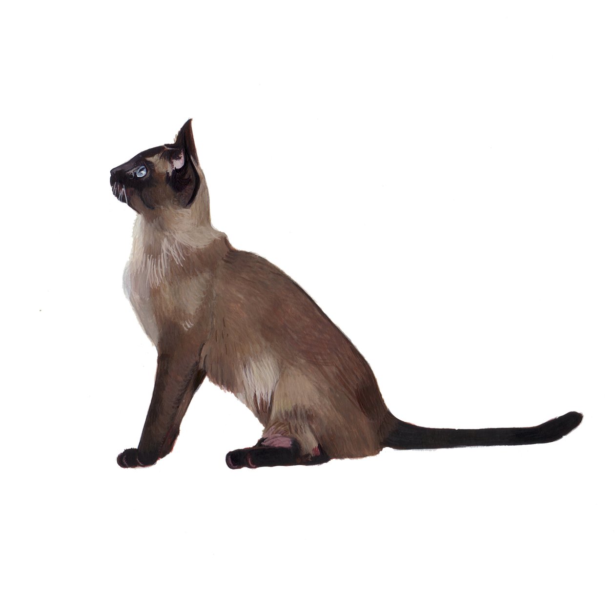 Tonkinese, 2014 by Polly Horner
