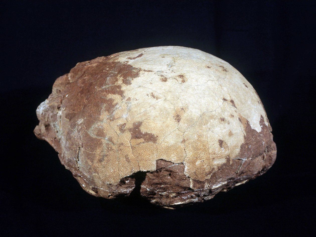 Egg Attributed to Hypselosaurus Priscus: Large Dinosaur Herbivore of the Late Cretaceous Found in Provence by Prehistoric Prehistoric