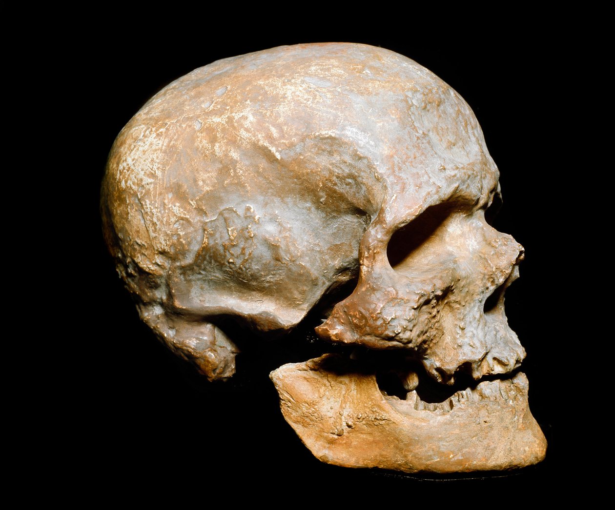 Cro-Magnon Man's Fossil Skull by Prehistoric Prehistoric