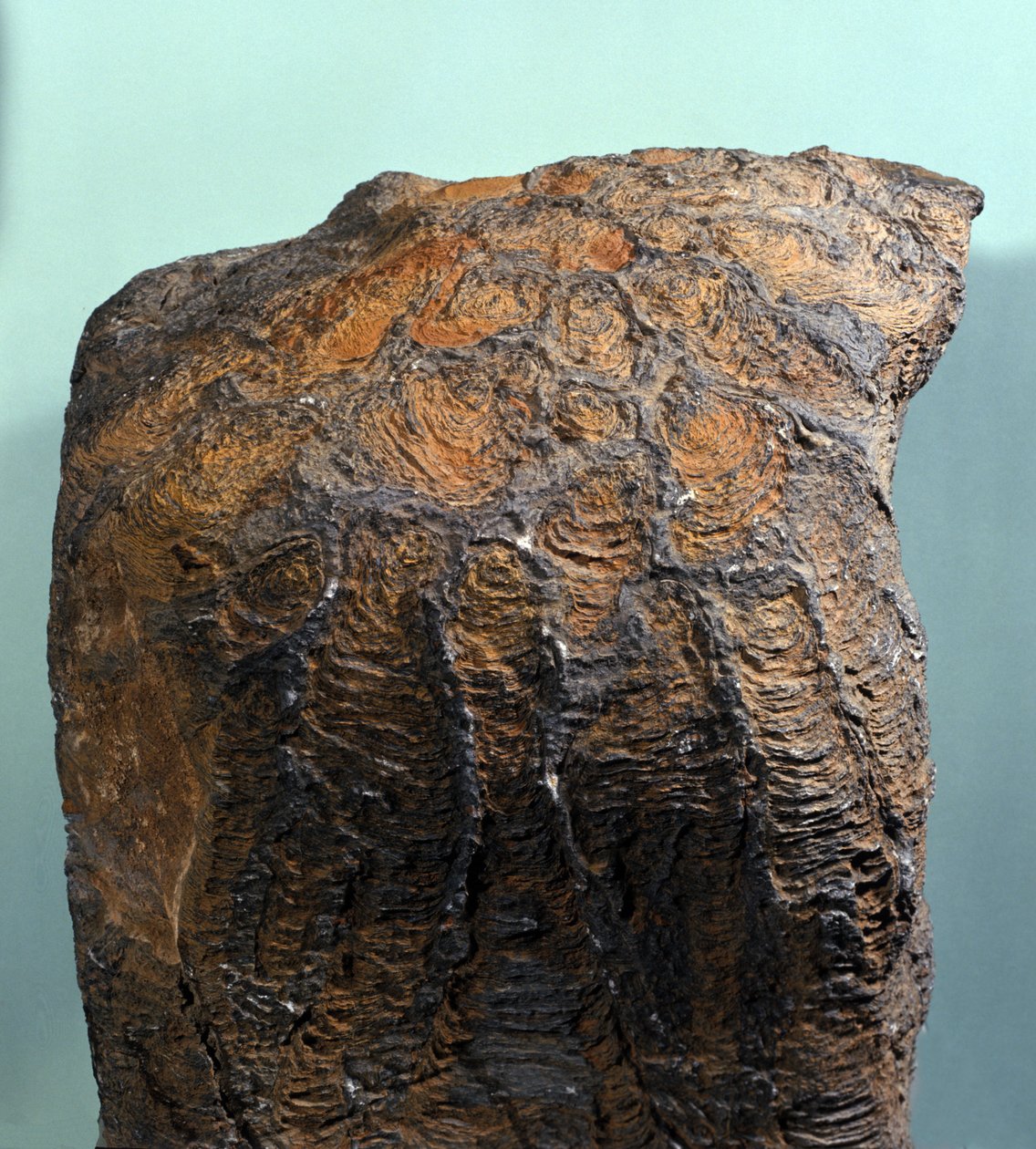 Prehistory: fossil of Stromatolite (or stromatolith), marine rock, archeozoic era. Found in Mauritania by Prehistoric Prehistoric