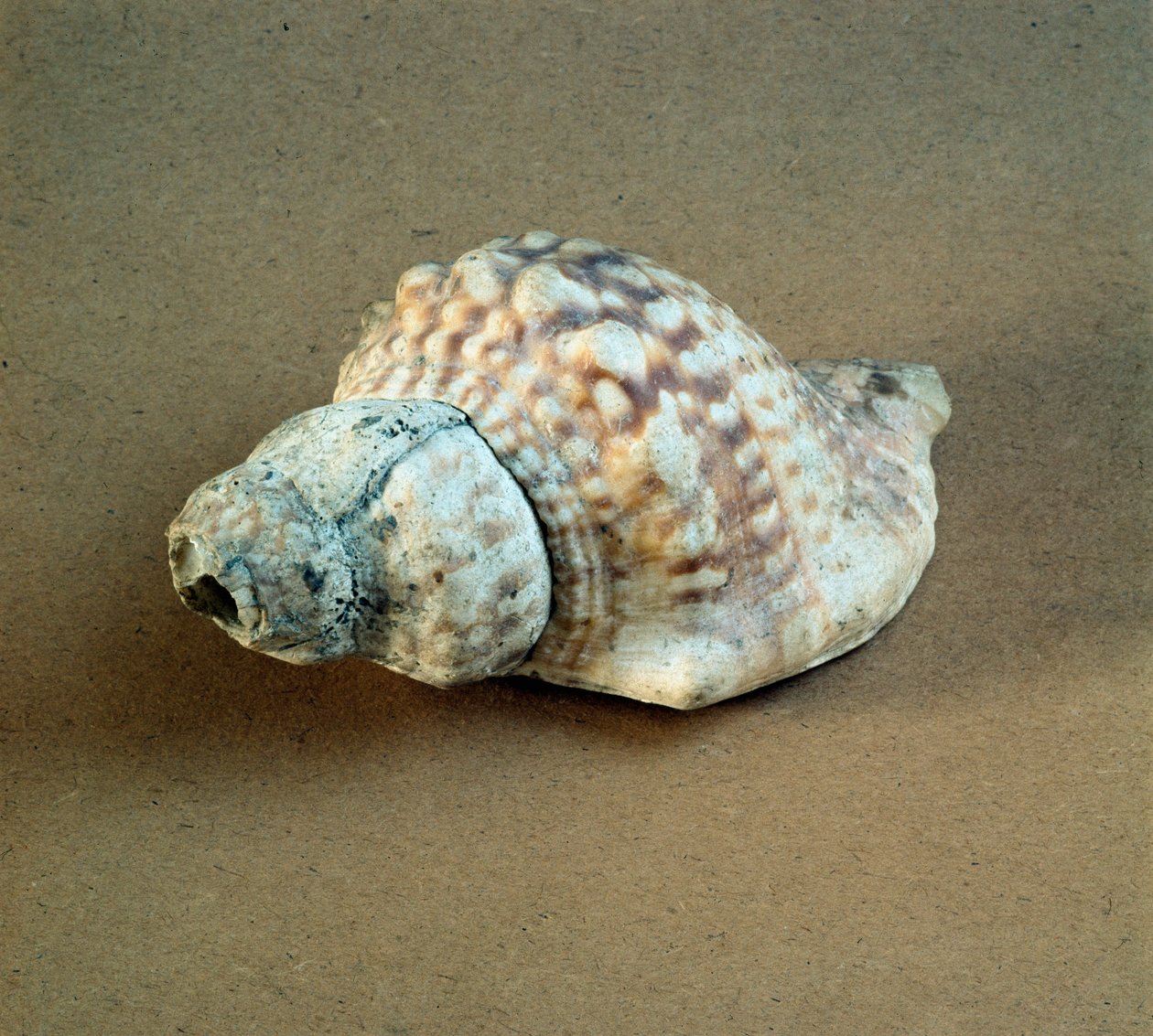 Shell of Triton Nodifer Used as a Whistle