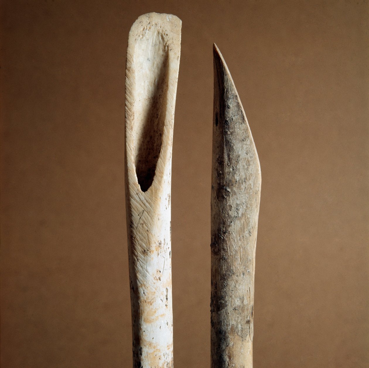 Prehistory: Tools to Remove Bark from Shin Bones of Goat and Sheep from the Necropolis of Arene Candide by Prehistoric Prehistoric