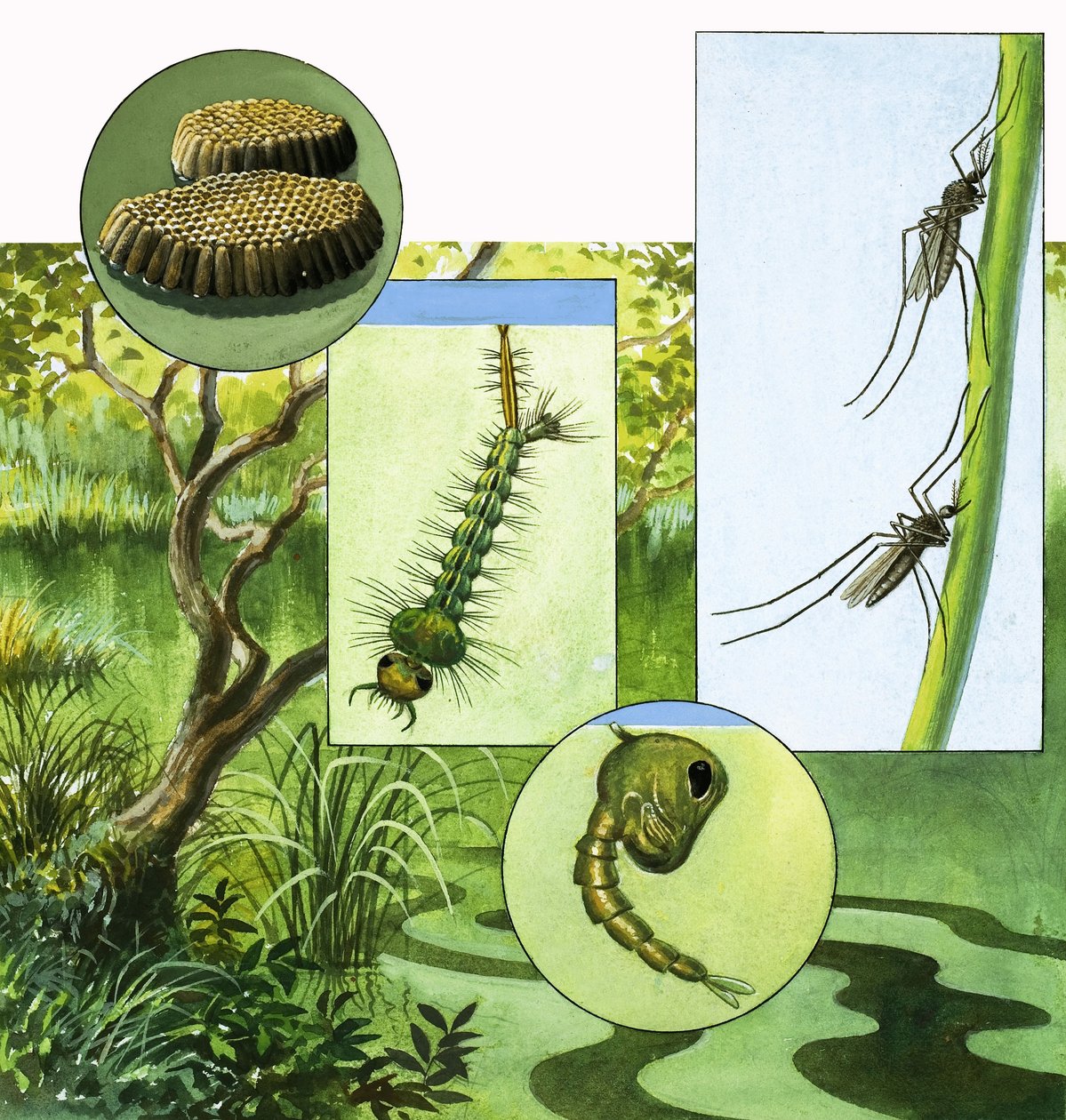 Lifecycle of the Mosquito by R.B. Davis