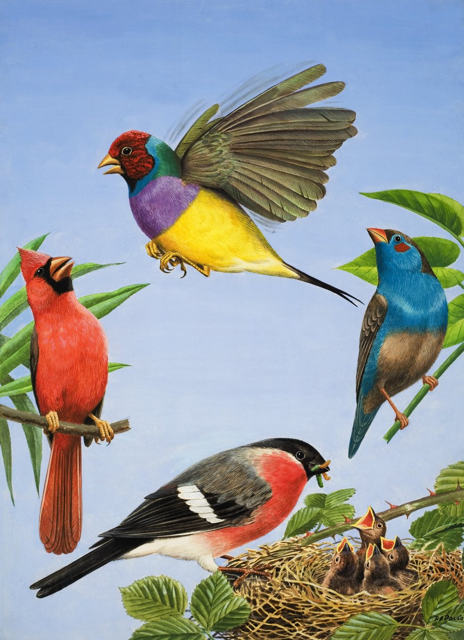 Tropical Birds by R.B. Davis