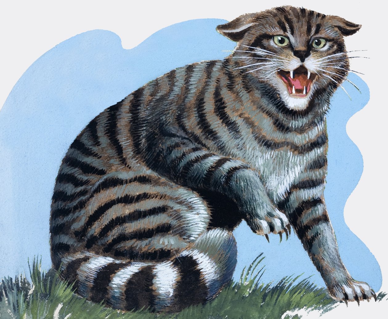 Wild Cat, from 