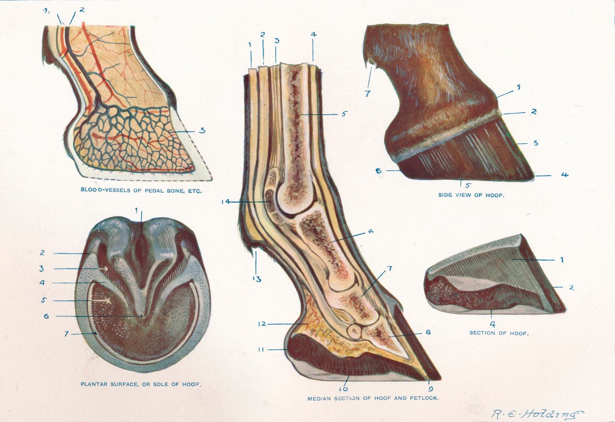 Structure of the foot of a horse, c1907-c1910 by RE Holding