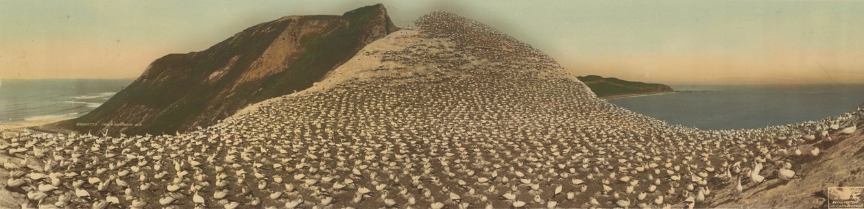 Gannets, Cape Kidnappers, New Zealand by R. P. Moore