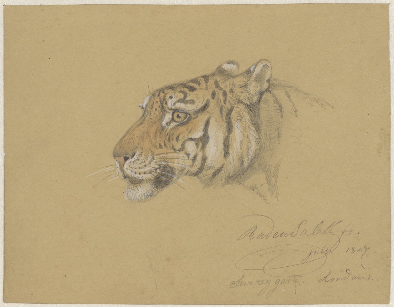 Head of a Tiger by Raden Sarief Bastaman Saleh