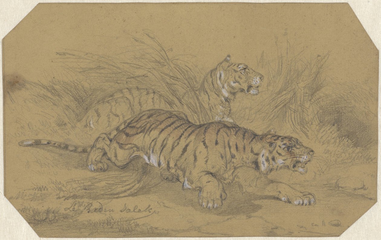 Two Tigers Sneaking Through the Grass by Raden Sarief Bastaman Saleh