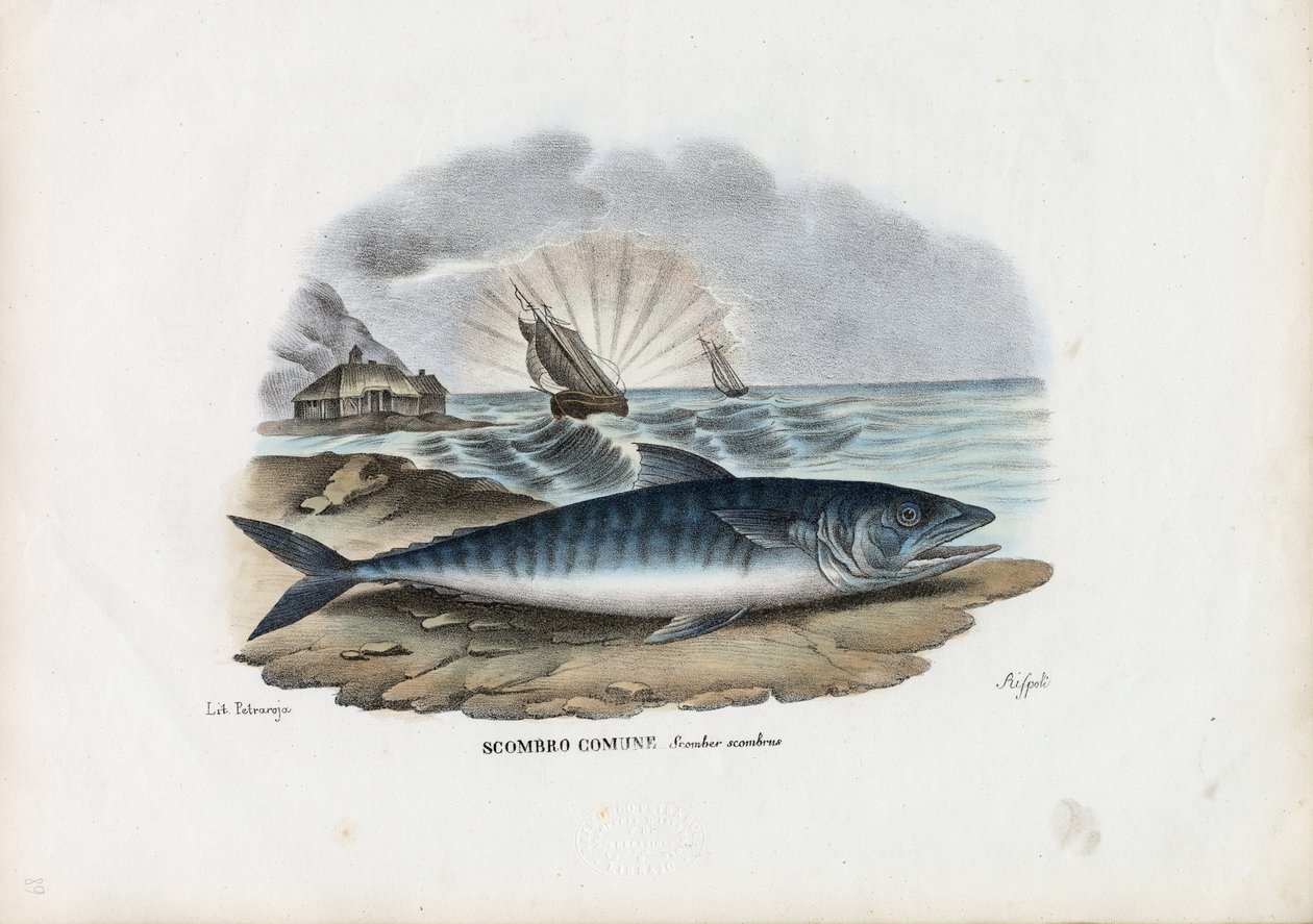 Atlantic Mackerel, 1863-79 by Raimundo Petraroja