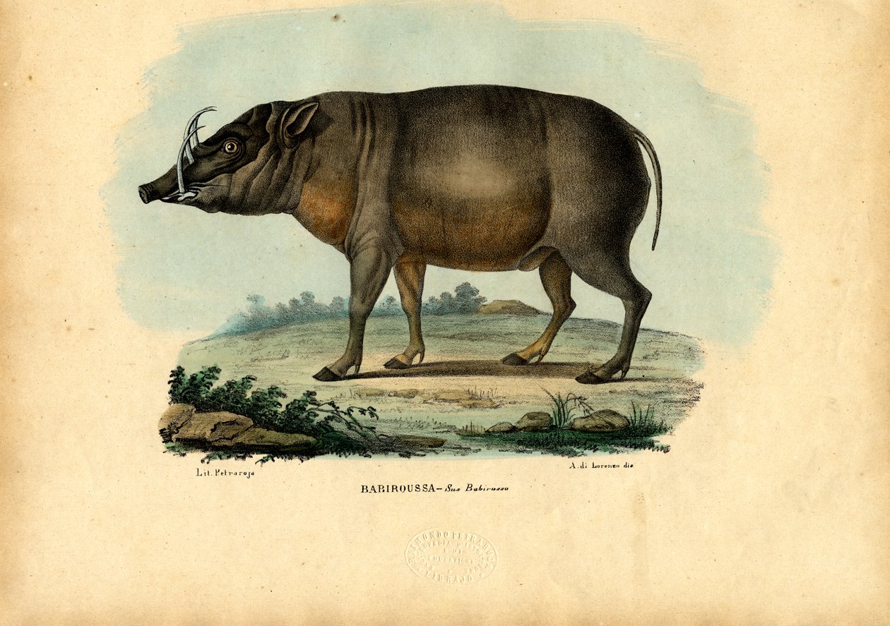 Babirusa, 1863-79 by Raimundo Petraroja