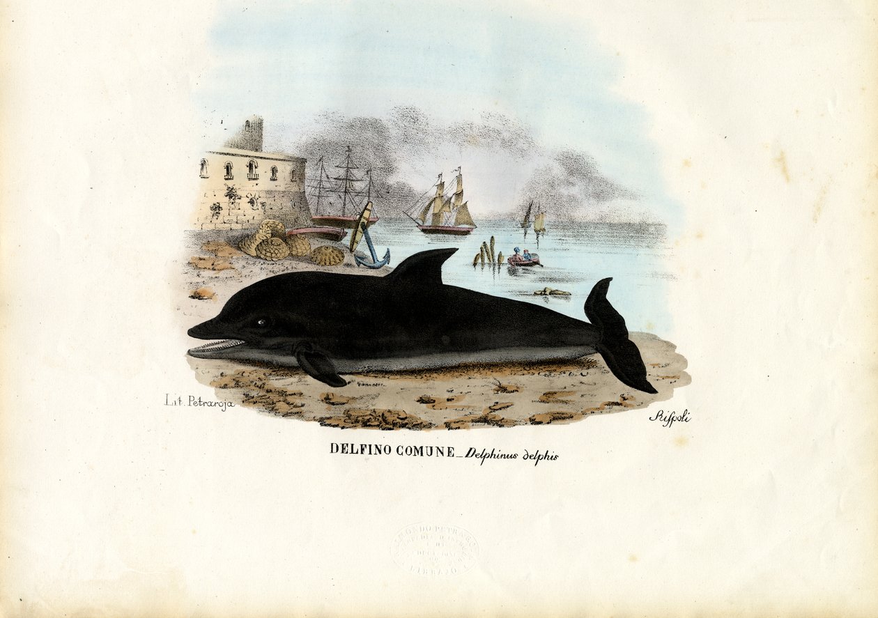 Common Dolphin, 1863-79 by Raimundo Petraroja