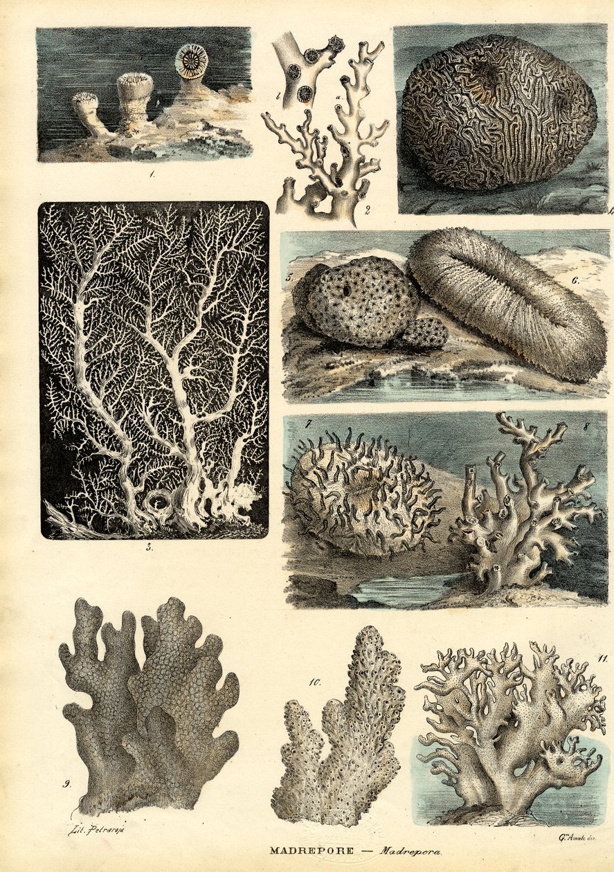 Corals, 1863-79 by Raimundo Petraroja