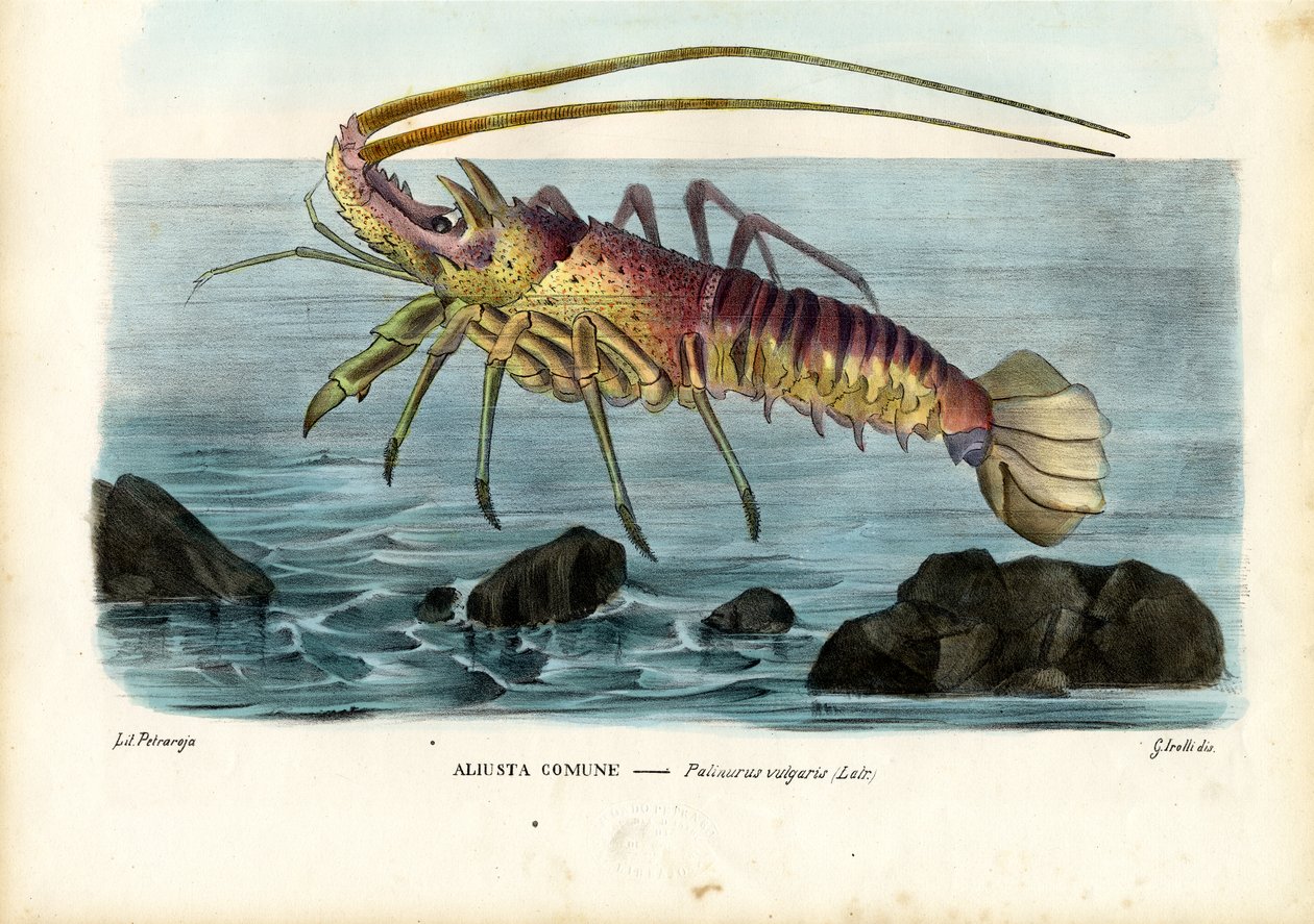 Crustaceans by Raimundo Petraroja