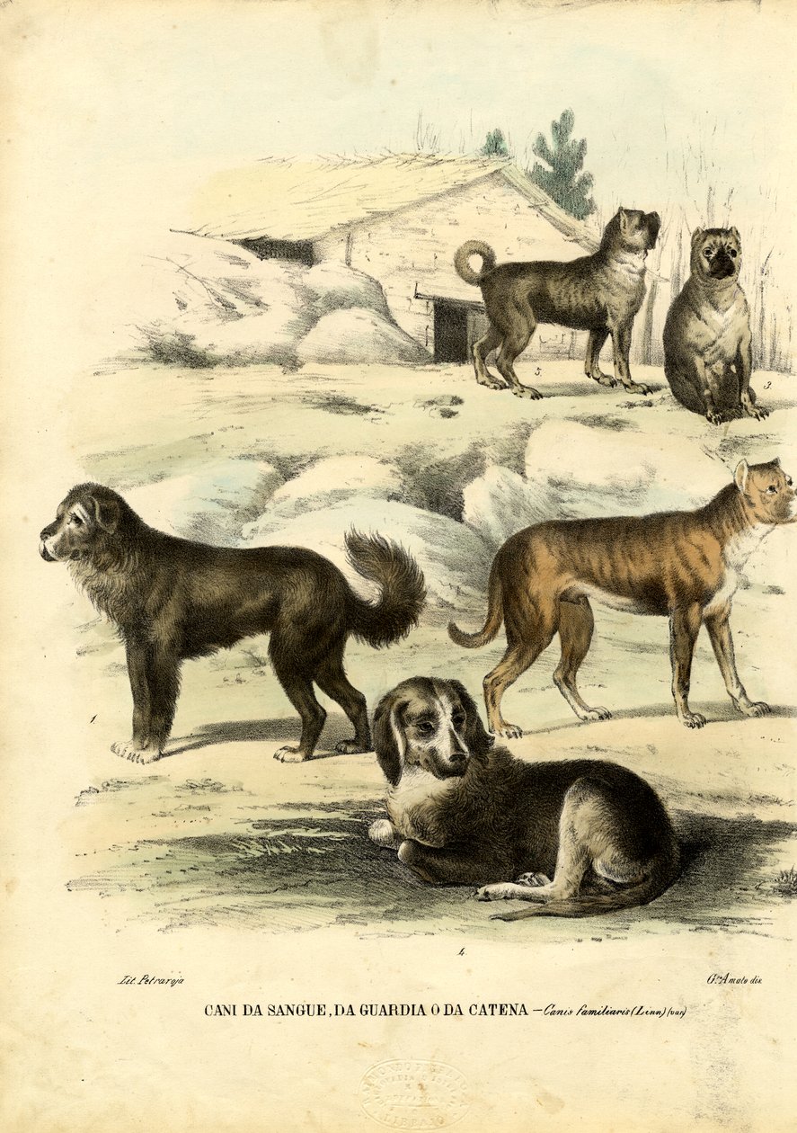 Dogs, 1863-79 by Raimundo Petraroja