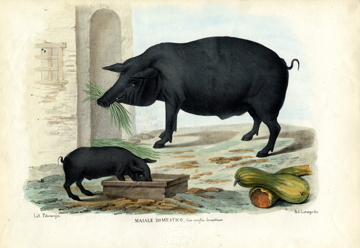 Domestic Pig, 1863-79 by Raimundo Petraroja