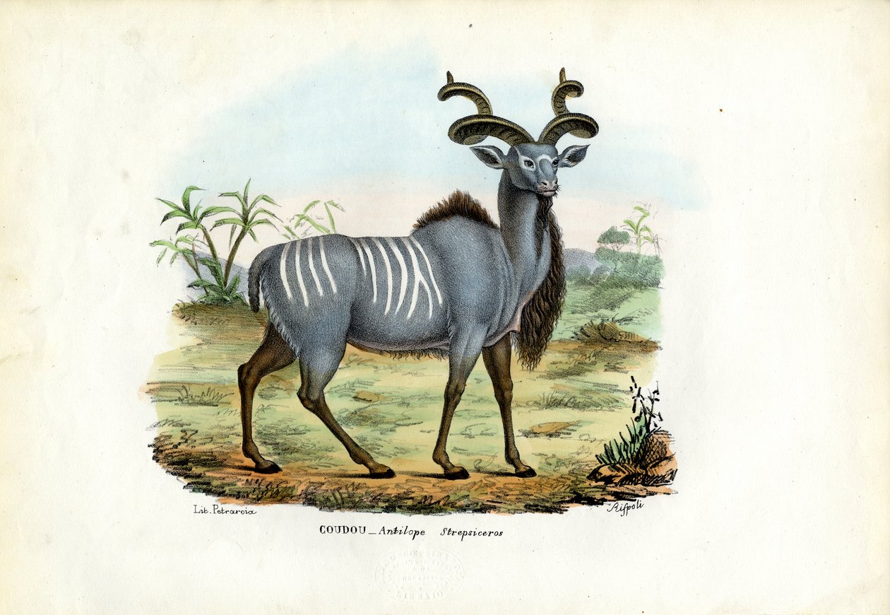 Greater Kudu, 1863-79 by Raimundo Petraroja