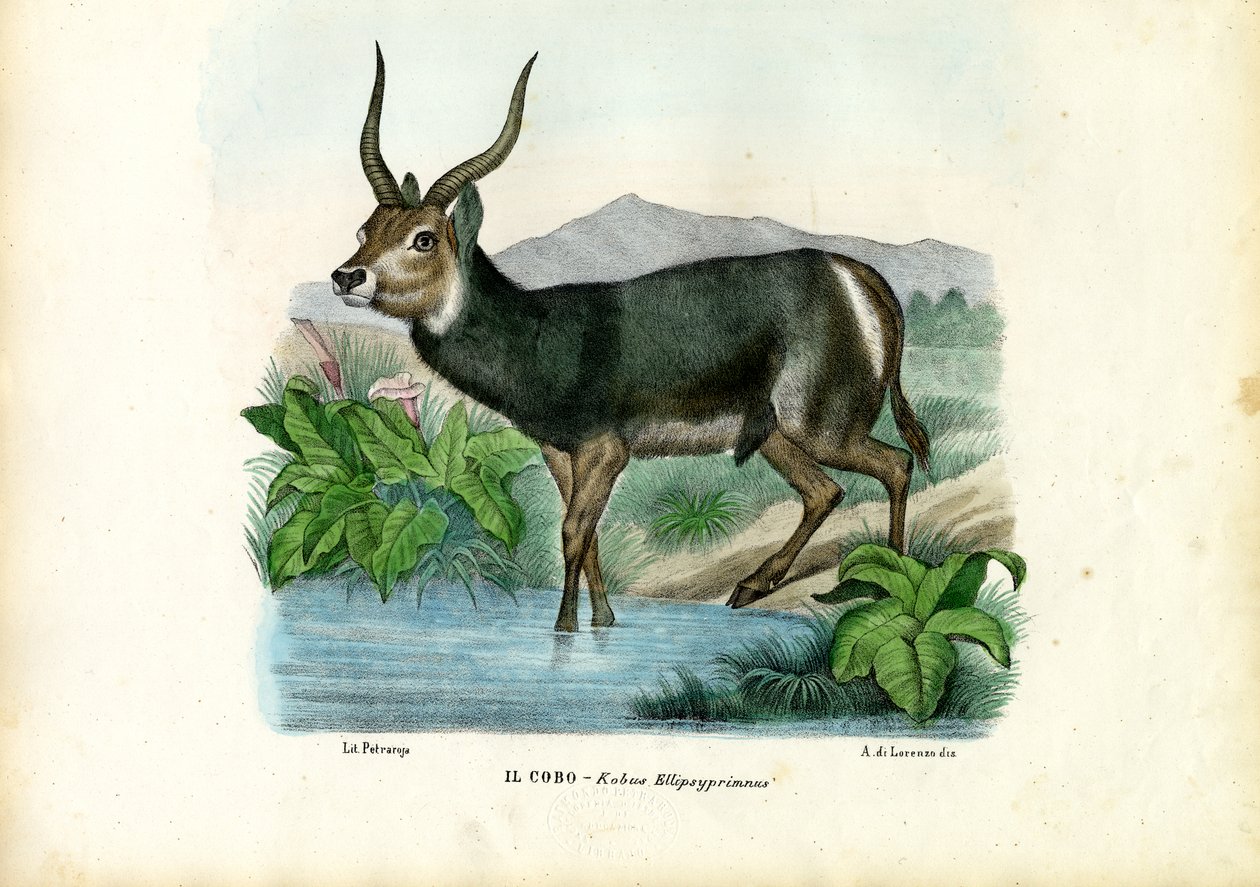 Kob, 1863-79 by Raimundo Petraroja
