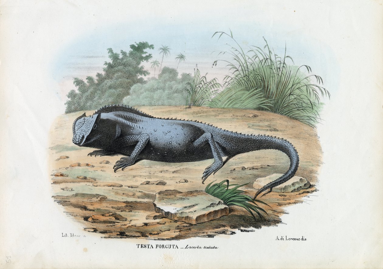 Lizard, 1863-79 by Raimundo Petraroja