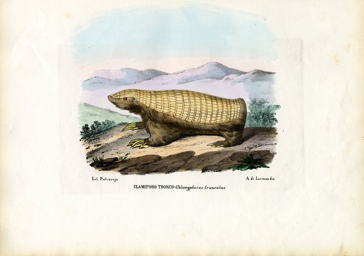 Pink Fairy Armadillo, 1863-79 by Raimundo Petraroja