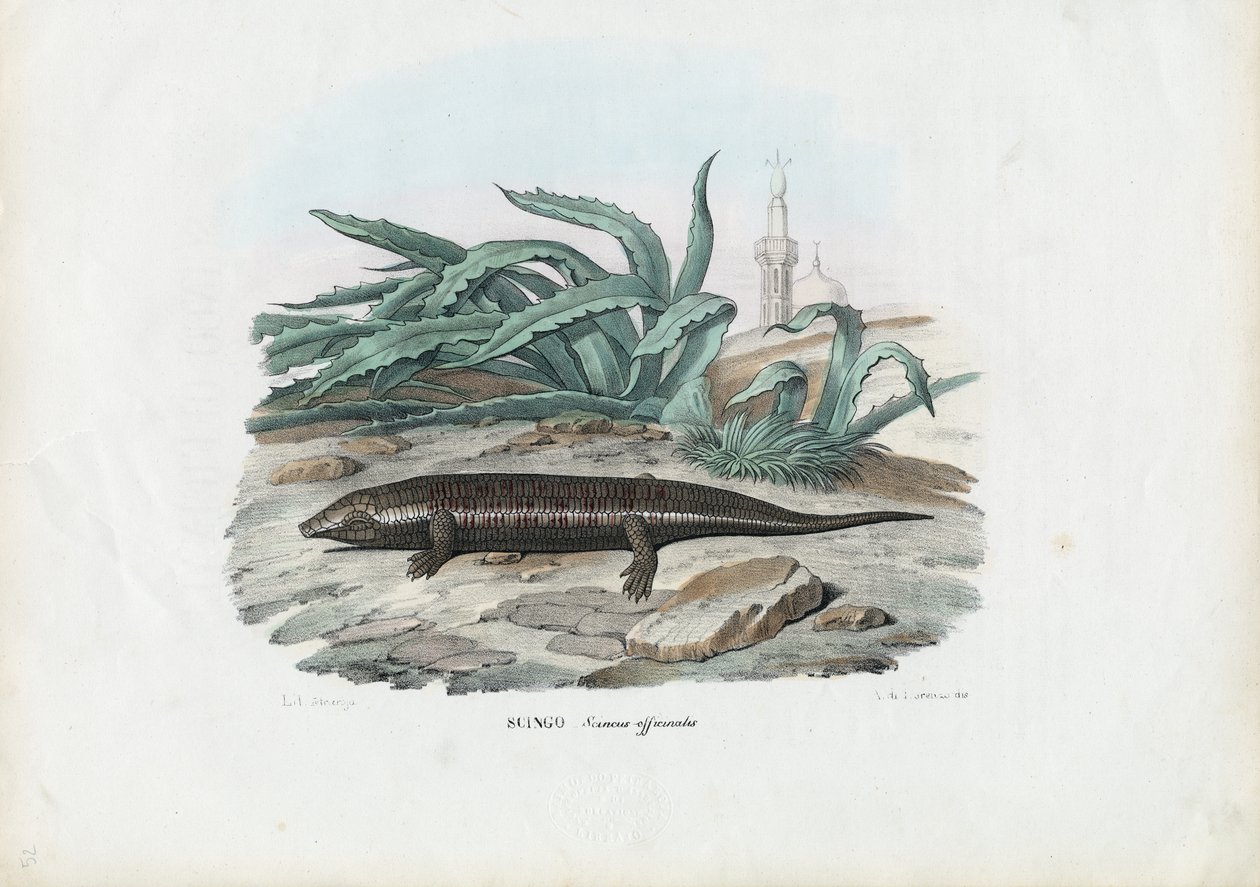 Skink, 1863-79 by Raimundo Petraroja