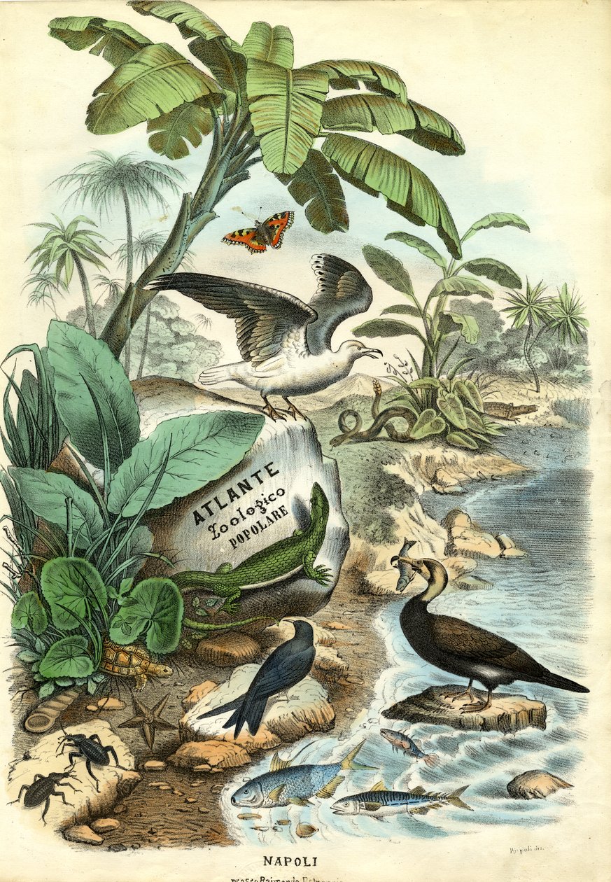 Title Page, 1863-79 by Raimundo Petraroja