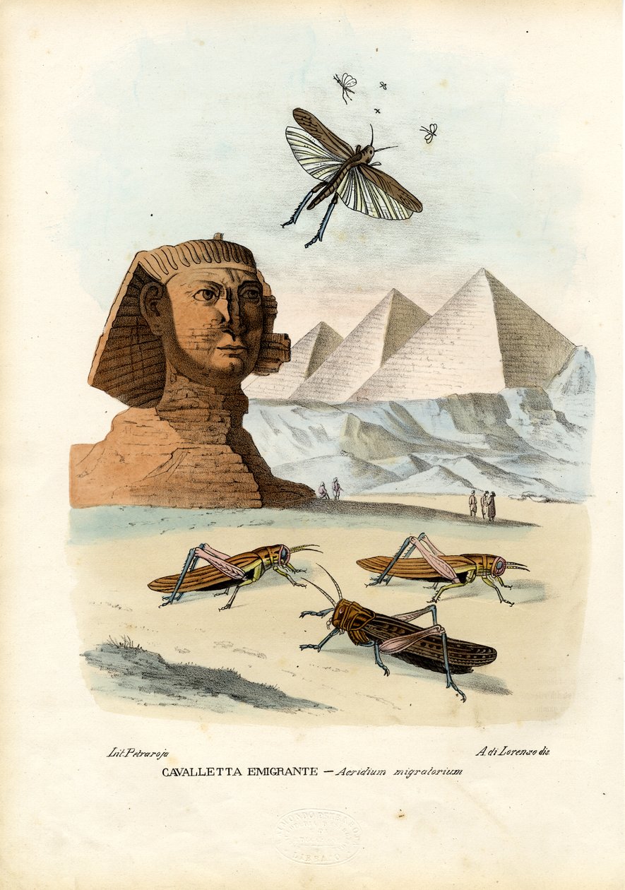 True Crickets, 1863-79 by Raimundo Petraroja
