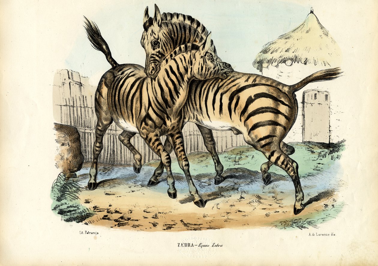 Zebra, 1863-79 by Raimundo Petraroja