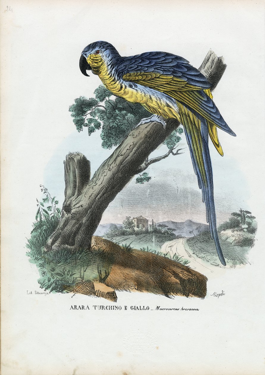 Blue-And-Yellow Macaw by Raimundo Petraroja