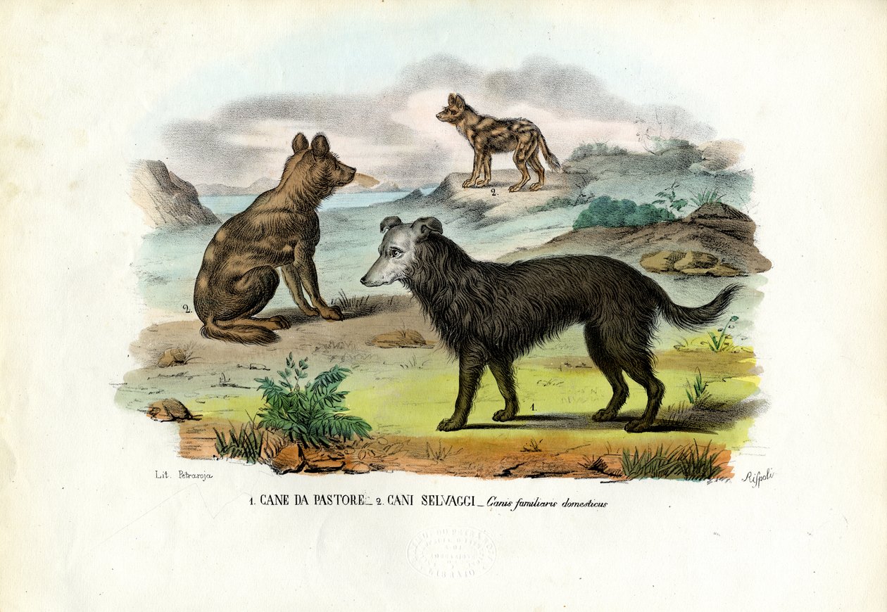 Dogs by Raimundo Petraroja