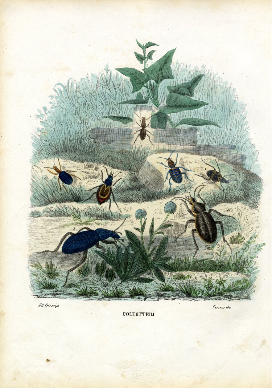 Tiger and Ground Beetles, 1863-79 by Raimundo Petraroja