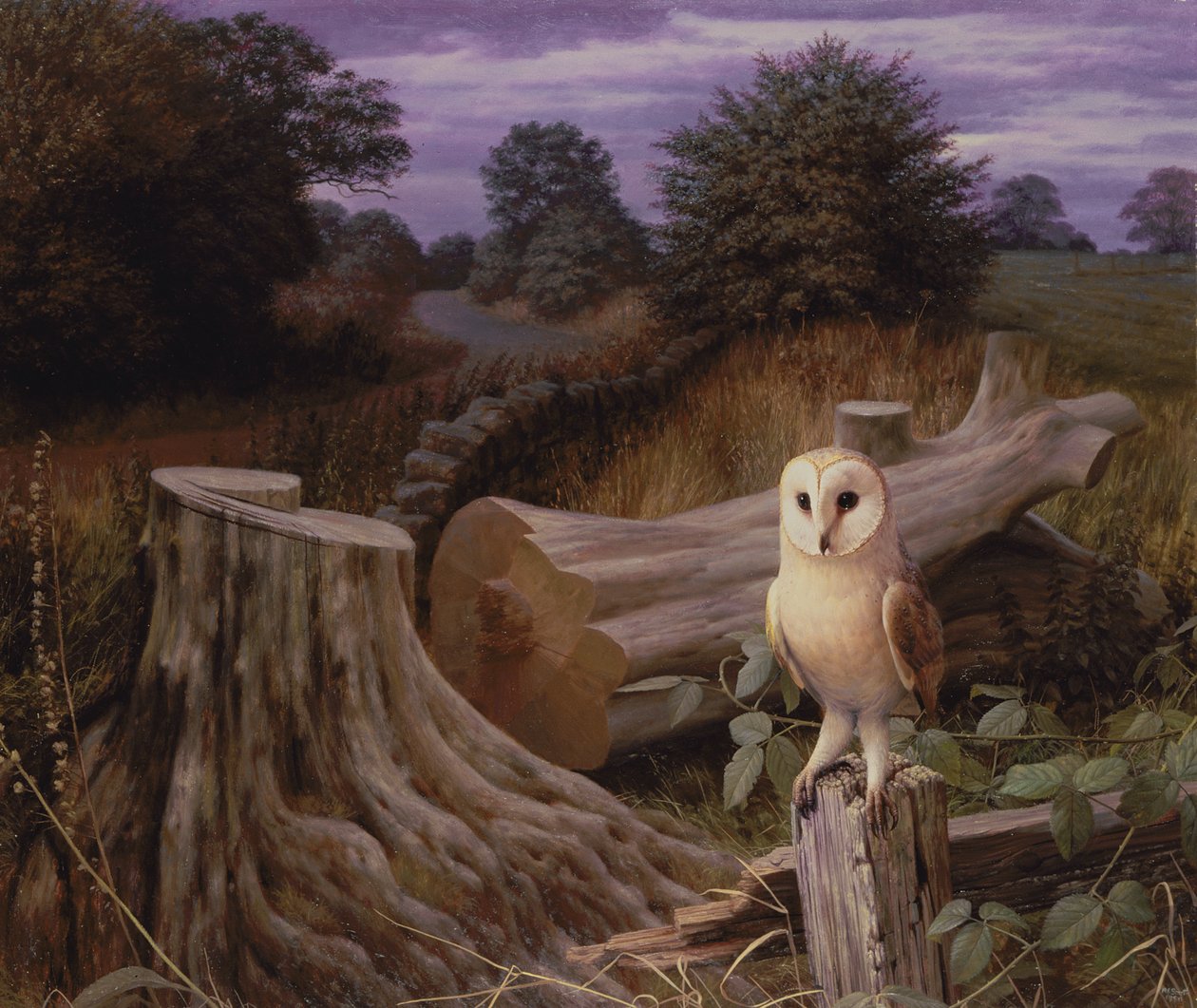 Barn Owl at Dawn by Raymond Booth