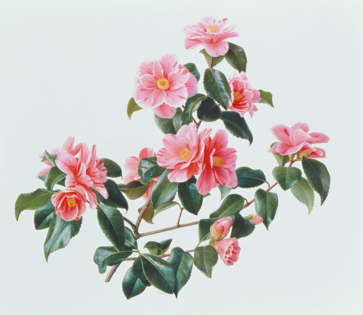 Camellia Japonica Tricolor by Raymond Booth