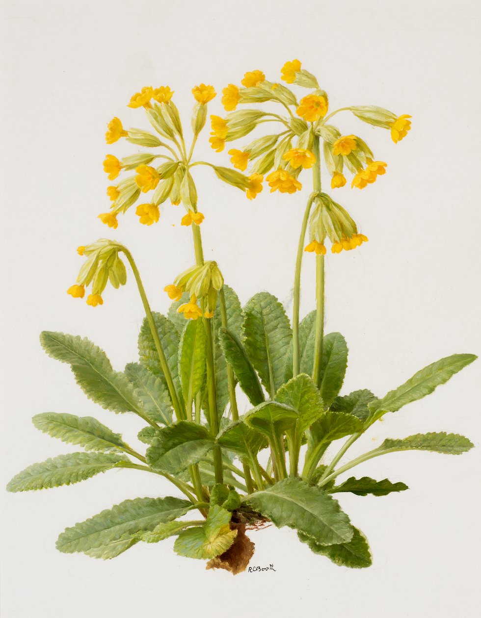 Cowslips by Raymond Booth: Premium art reproduction
