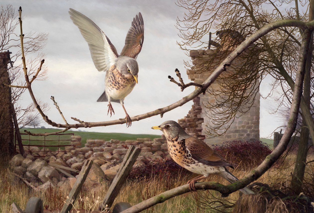 Fieldfares at Eccup, West Yorkshire by Raymond Booth