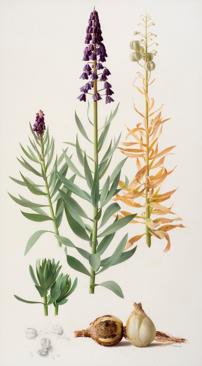 Fritillaria persica by Raymond Booth